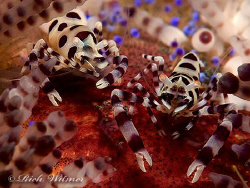 Pair of Coleman Shrimp on a Fire Urchin in Bali. G9/DS160... by Richard Witmer 
